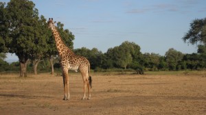 Giraffe in the morning