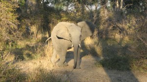 Elephant on evening safari